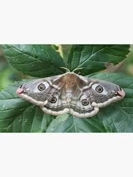 Attēlu rezultāti vaicājumam “Saturnia pavonia”