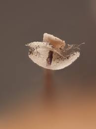 Attēlu rezultāti vaicājumam “Didymium bahiense stalked”