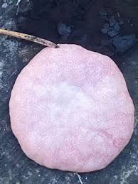 Attēlu rezultāti vaicājumam “Amaurochaete sp.”