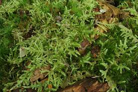 Attēlu rezultāti vaicājumam “Hypnum”