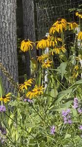 Attēlu rezultāti vaicājumam “Rudbeckia hirta var. hirta flower”