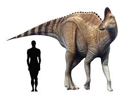 Bildergebnis für corythosaurus