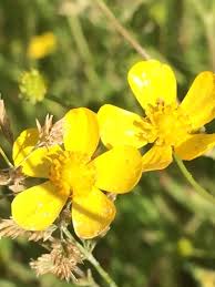Attēlu rezultāti vaicājumam “Ranunculus flammula leaf”