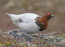 Attēlu rezultāti vaicājumam “Lagopus lagopus male”