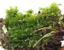 Attēlu rezultāti vaicājumam “Riccardia incurvata”