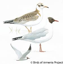 Attēlu rezultāti vaicājumam “Larus ridibundus eggs”