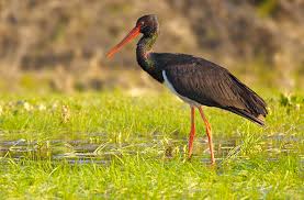 Attēlu rezultāti vaicājumam “Ciconia nigra”