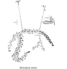 Attēlu rezultāti vaicājumam “Utricularia minor bud”