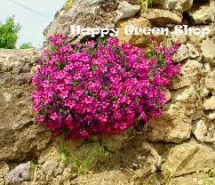 Image result for Aubrieta hybrida (cultorum)