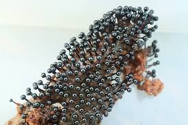 Attēlu rezultāti vaicājumam “Metatrichia floriformis macro”