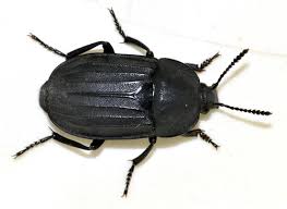 Attēlu rezultāti vaicājumam “Phosphuga atrata”