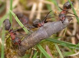 Attēlu rezultāti vaicājumam “Formica rufa imago”