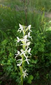 Attēlu rezultāti vaicājumam “Platanthera bifolia flower”