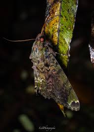 Attēlu rezultāti vaicājumam “Laothoe populi larva”