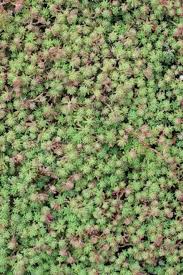 Attēlu rezultāti vaicājumam “Sedum hispanicum”