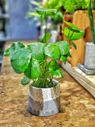 「銅錢草」的圖片搜尋結果