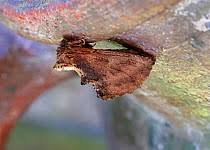 Attēlu rezultāti vaicājumam “Ptilodon capucina larva”