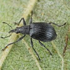 Attēlu rezultāti vaicājumam “Apion sp.”