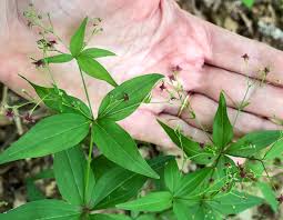 Attēlu rezultāti vaicājumam “Galium elongatum leaf”