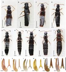 Attēlu rezultāti vaicājumam “Quedius dilatatus”