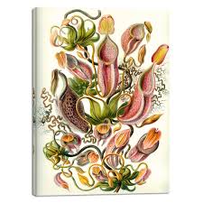 Image result for ernst haeckel
