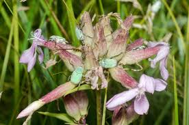 Attēlu rezultāti vaicājumam “Hoplia parvula”