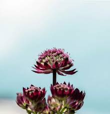 Image result for Astrantia majon `Abbey Road`