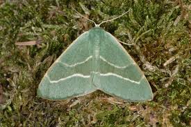 Attēlu rezultāti vaicājumam “Hylaea fasciaria”