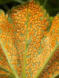 Attēlu rezultāti vaicājumam “Trachyspora intrusa”