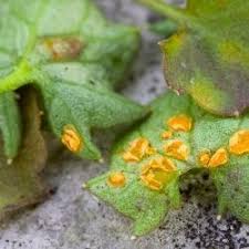 Attēlu rezultāti vaicājumam “Pucciniales”