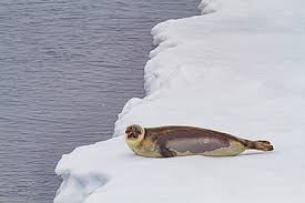 Image result for Pagophilus groenlandicus