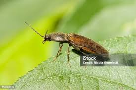 Attēlu rezultāti vaicājumam “Athous sp.”