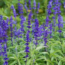 Image result for Salvia pratensis `Rose Rhapsody