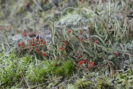 Attēlu rezultāti vaicājumam “Cladonia floerkeana”