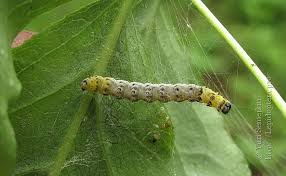 Attēlu rezultāti vaicājumam “Yponomeuta evonymella imago”