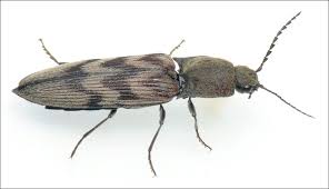 Attēlu rezultāti vaicājumam “Harminius undulatus”