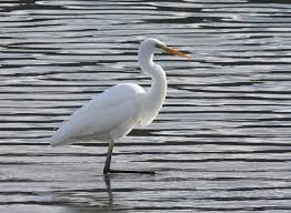 Attēlu rezultāti vaicājumam “Egretta alba adult”