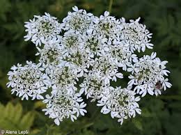 Attēlu rezultāti vaicājumam “Heracleum sphondylium subsp. sibiricum fruit”