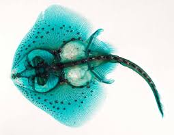 Image result for Amblyraja radiata