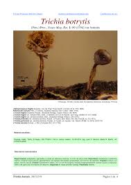 Attēlu rezultāti vaicājumam “Trichia botrytis var. cerifera”