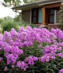 Attēlu rezultāti vaicājumam “Phlox paniculata”
