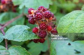 Attēlu rezultāti vaicājumam “Rubus plicatus fruit”