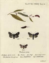 Attēlu rezultāti vaicājumam “Melanchra persicariae larva”