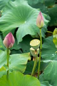 Attēlu rezultāti vaicājumam “Lotus sp. bud”