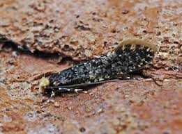 Attēlu rezultāti vaicājumam “Monopis weaverella”