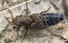 Attēlu rezultāti vaicājumam “Ontholestes murinus”