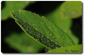 Attēlu rezultāti vaicājumam “Aphididae”