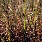 Attēlu rezultāti vaicājumam “Carex chordorrhiza leaf”