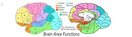 Image result for map of the brain