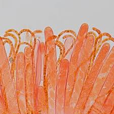 Attēlu rezultāti vaicājumam “Byssonectria fusispora”